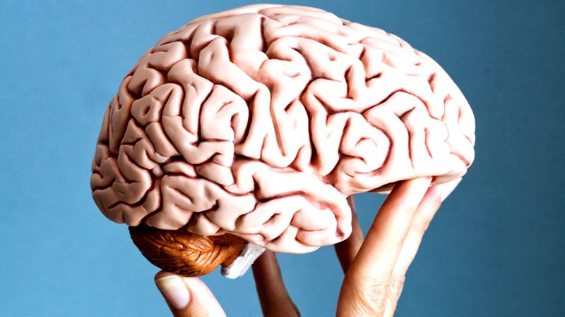 Cérebro, uma biografia – David Eagleman (Resenha)